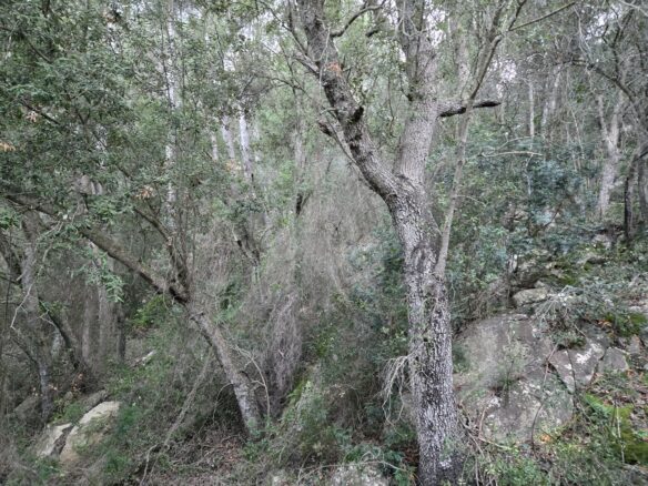 Rustic House Of 45 M² With 10,662 M² Plot In Andratx, Mallorca