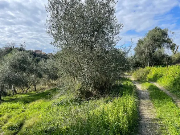 Land Of 7754 M² In Corfu