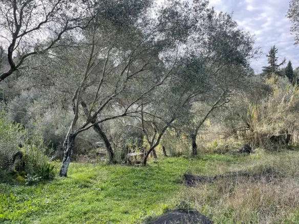 Land Of 7754 M² In Corfu