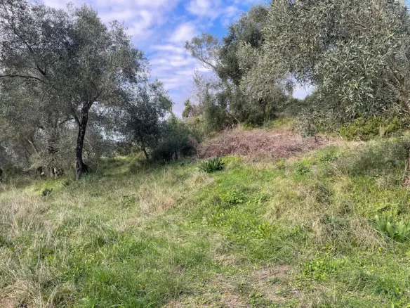 Land Of 7754 M² In Corfu