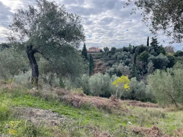 Land Of 7754 M² In Corfu