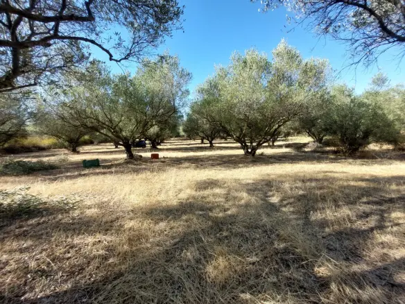 Land In Vasilika, Greece