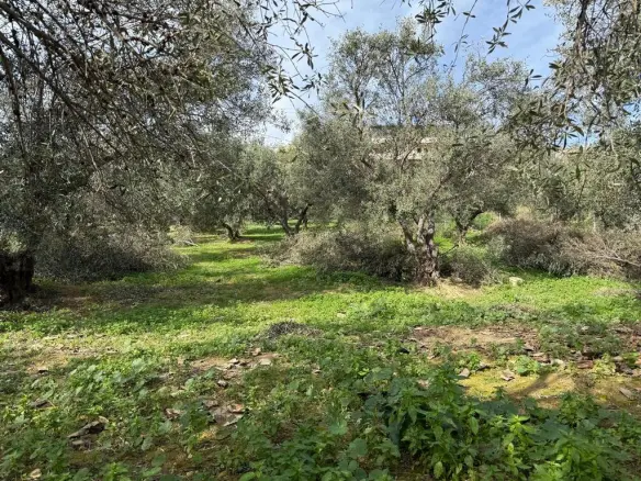 Land Of 1060 M² In Crete