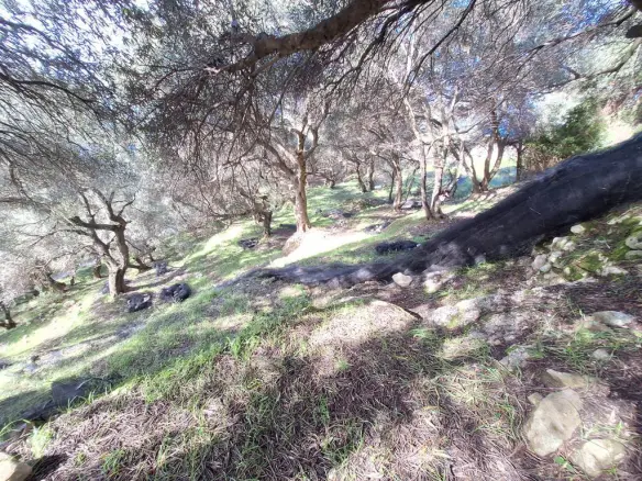 Land In Corfu, Greece