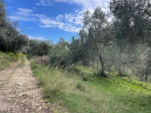 Land Of 7754 M² In Corfu