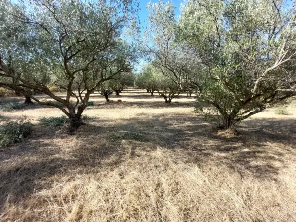 Land In Vasilika, Greece