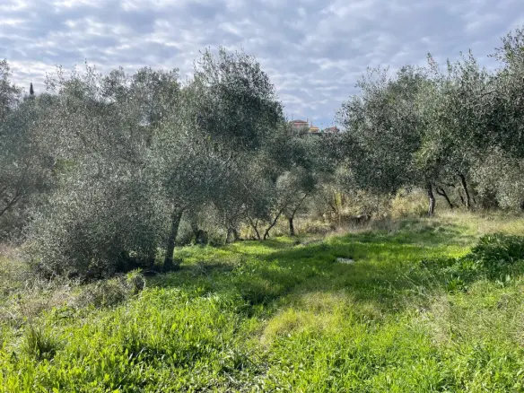 Land Of 7754 M² In Corfu