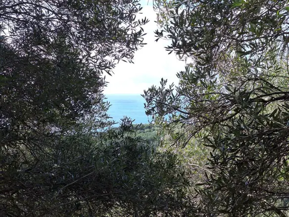 Land In Corfu, Greece