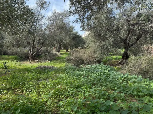 Land Of 1060 M² In Crete