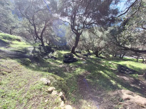 Land In Corfu, Greece