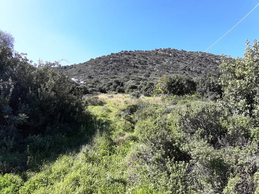 Land In Mallia, Greece