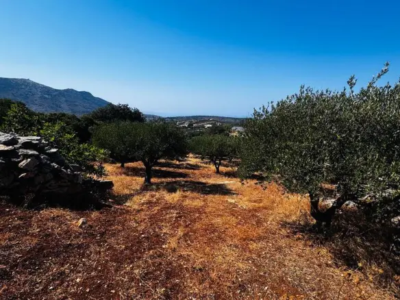 Land In Archanes, Greece