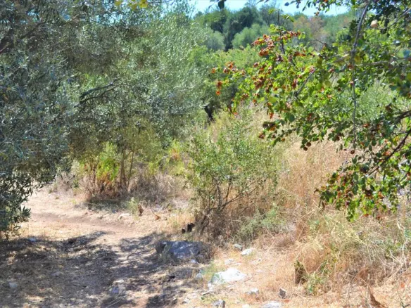 Land Of 7700 M² In Corfu
