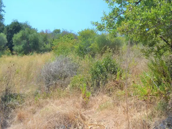 Land Of 7700 M² In Corfu