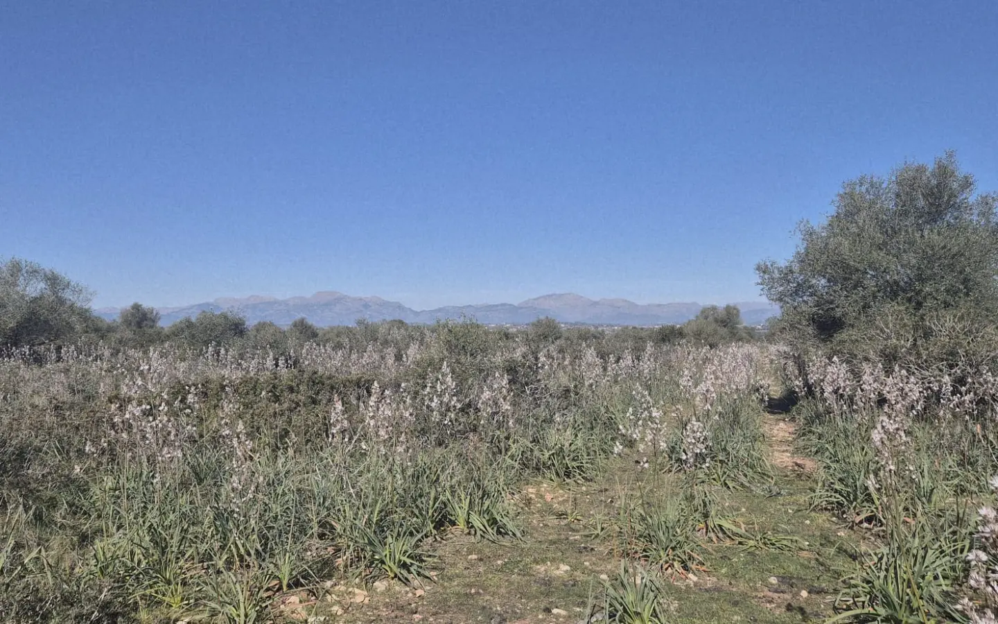 Land In Ariany, Spain (126 M²)