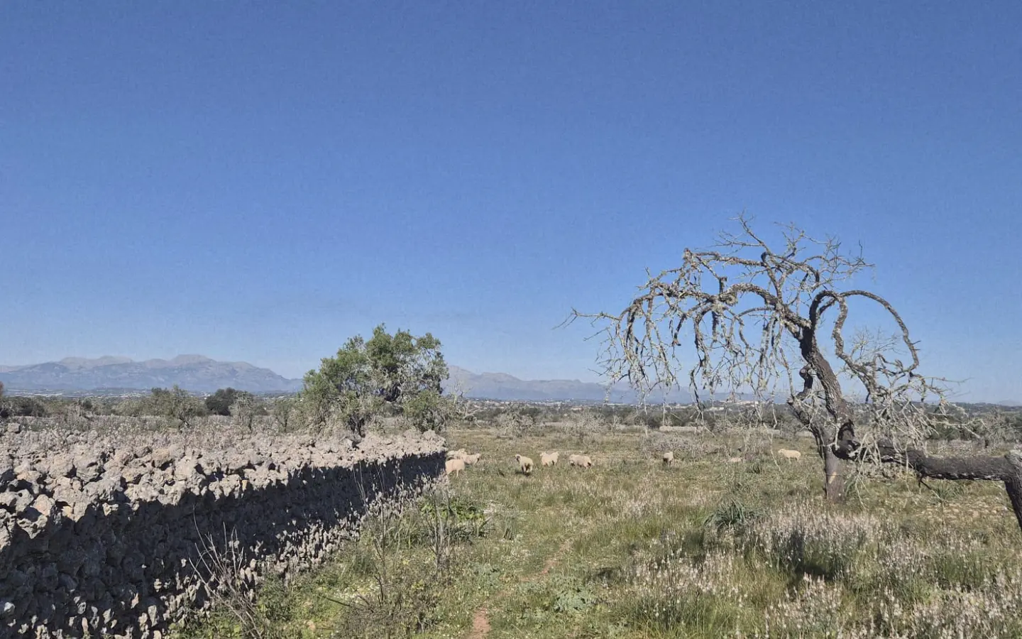 Land In Ariany, Spain (126 M²)