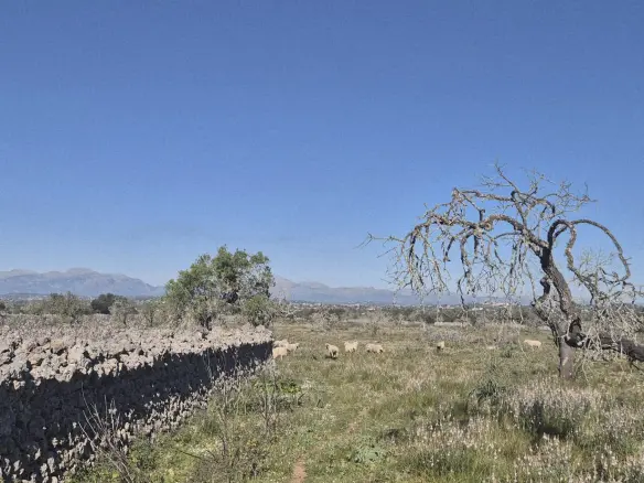 Land In Ariany, Spain (126 M²)