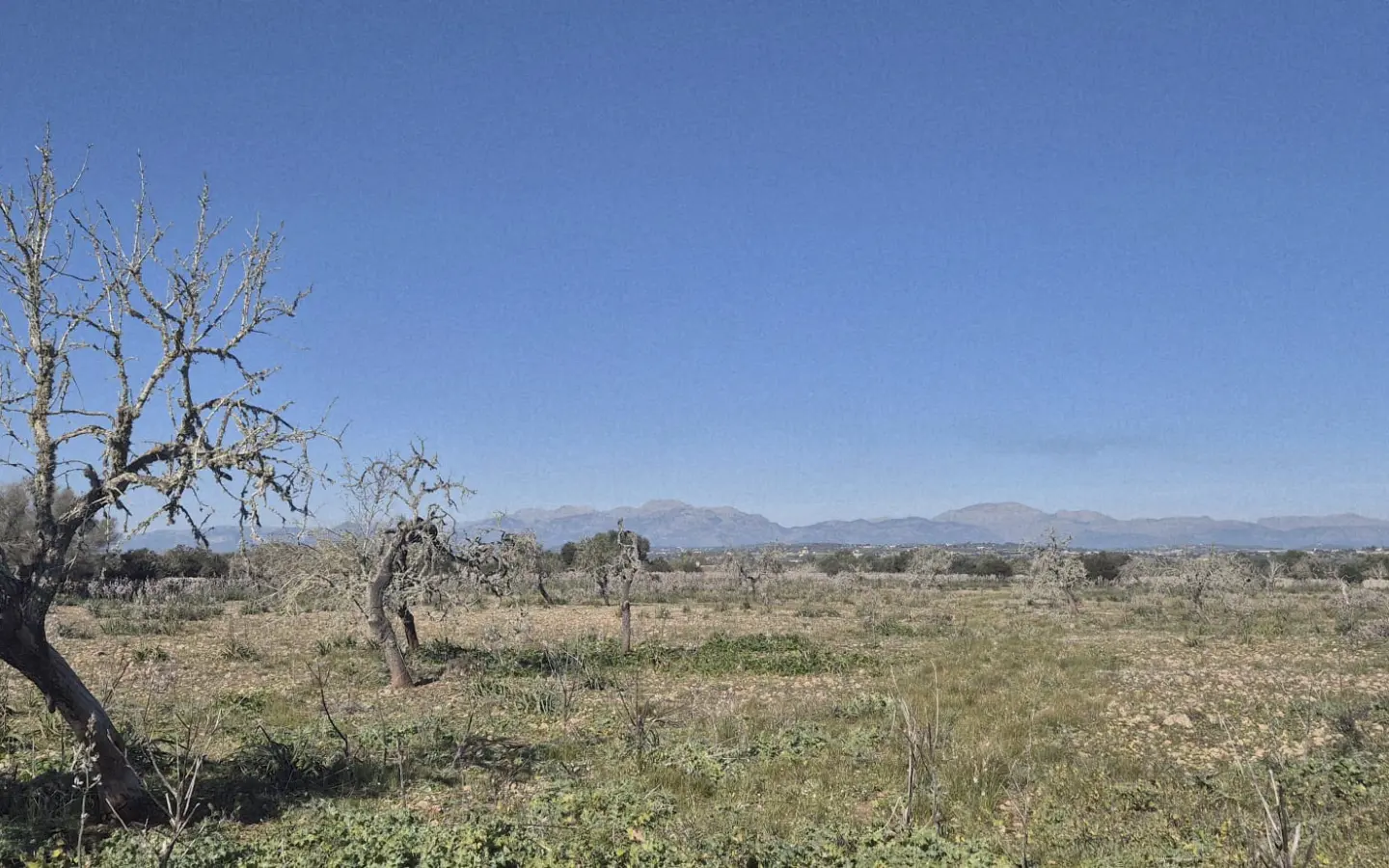 Land In Ariany, Spain (126 M²)