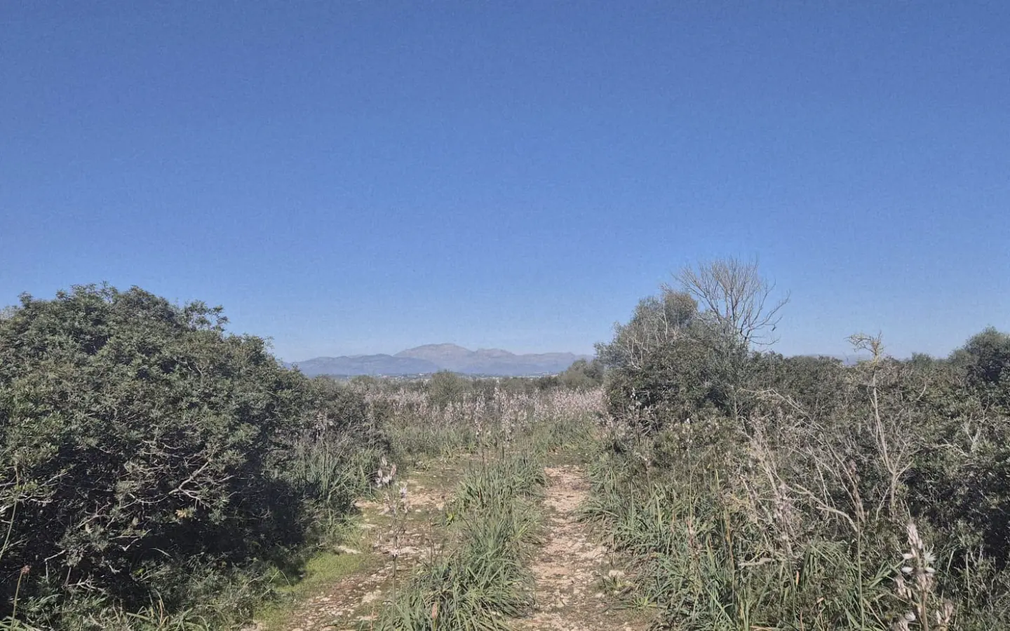 Land In Ariany, Spain (126 M²)