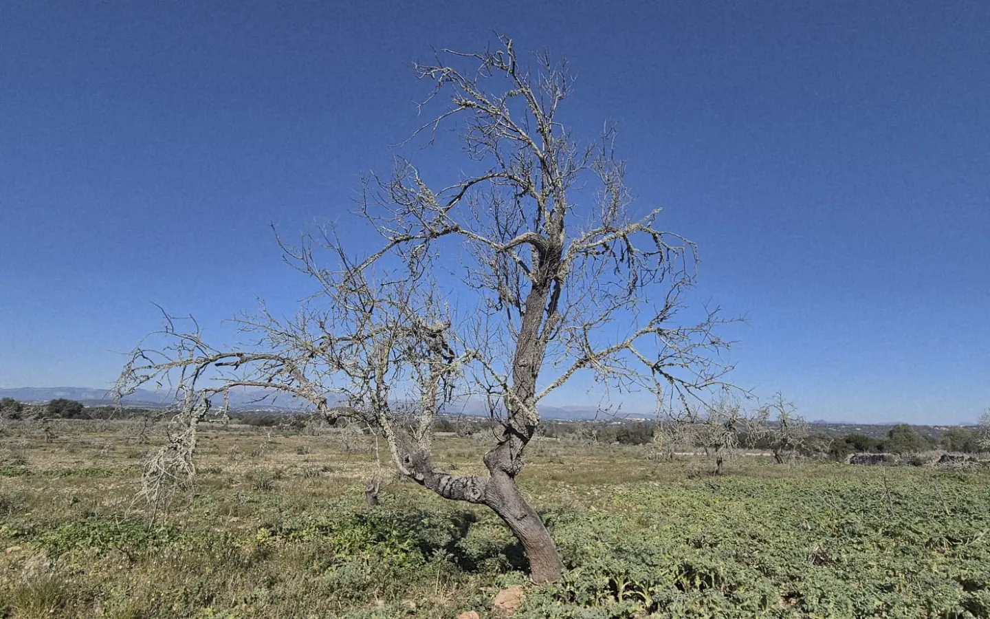 Land In Ariany, Spain (126 M²)