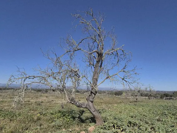 Land In Ariany, Spain (126 M²)