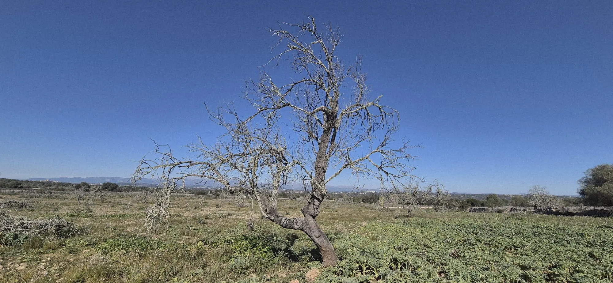 Land Of 126 M² In Ariany, Spain