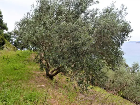 Land Of 5000 M² In Corfu