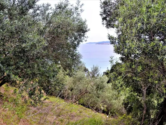Land Of 5000 M² In Corfu