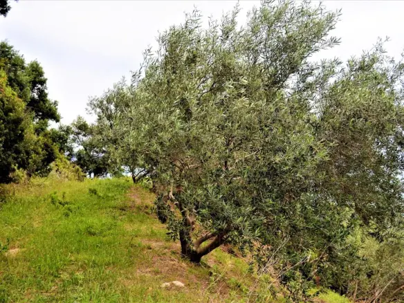 Land Of 5000 M² In Corfu