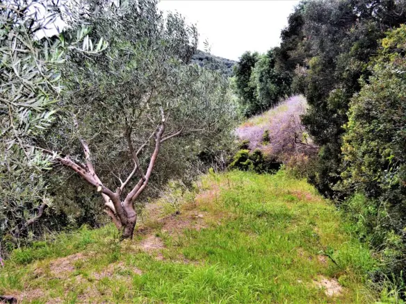 Land Of 5000 M² In Corfu