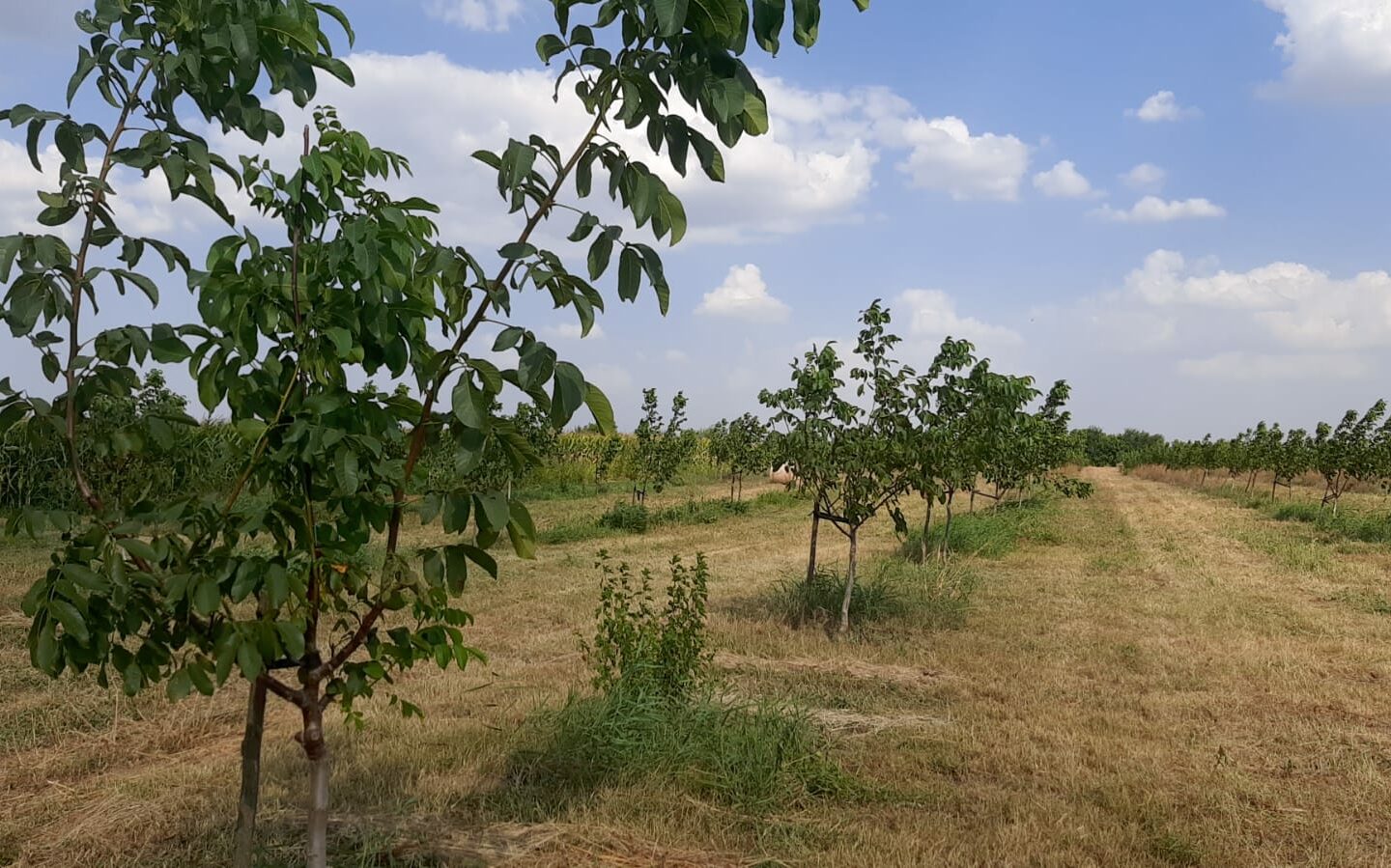 Agricultural Business Of 74.9 Ha Irrigated In Walnut Orchard