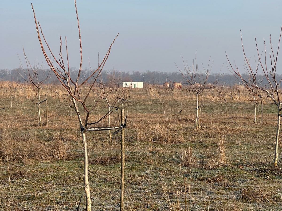 Agricultural Business Of 74.9 Ha Irrigated In Walnut Orchard