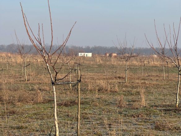 Agricultural Business Of 74.9 Ha Irrigated In Walnut Orchard