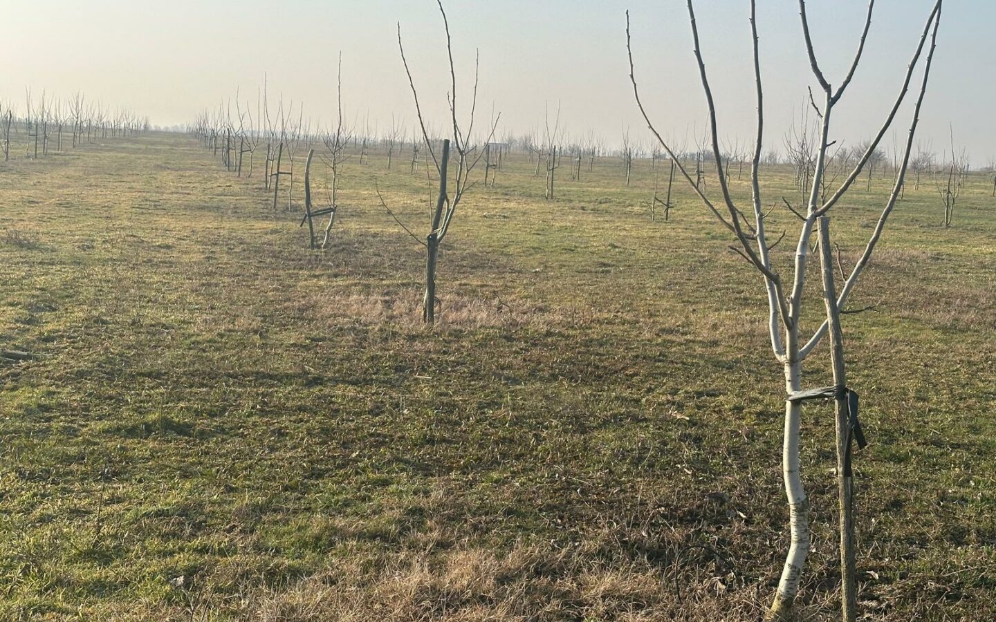 Agricultural Business Of 74.9 Ha Irrigated In Walnut Orchard
