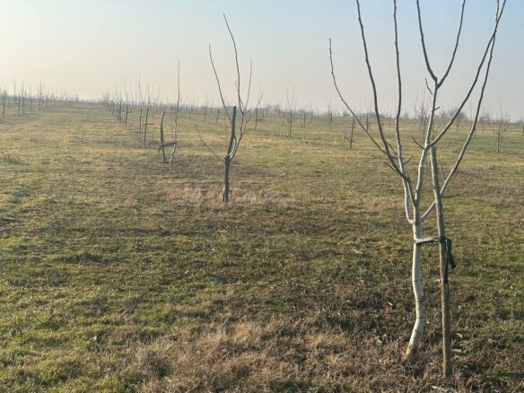 Agricultural Business Of 74.9 Ha Irrigated In Walnut Orchard