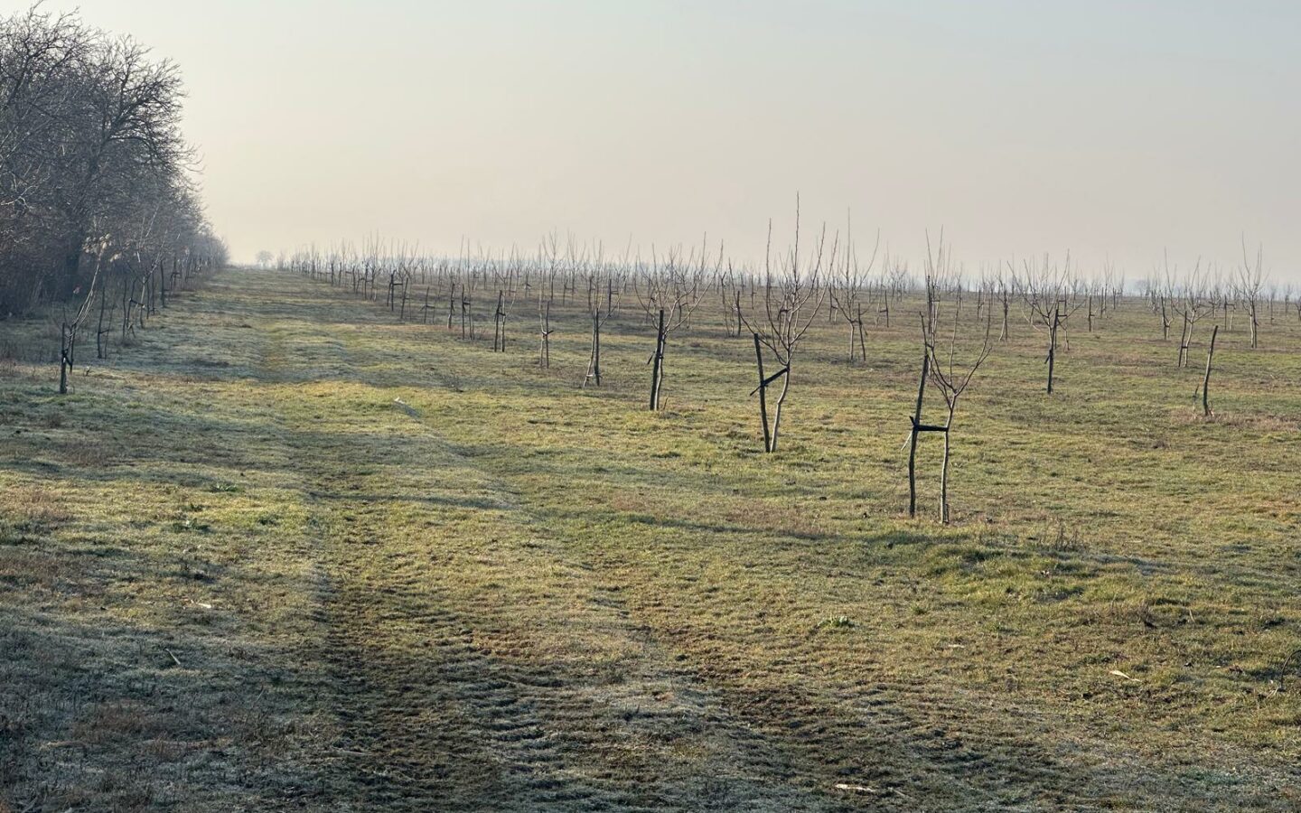 Agricultural Business Of 74.9 Ha Irrigated In Walnut Orchard