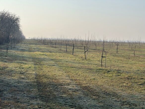 Agricultural Business Of 74.9 Ha Irrigated In Walnut Orchard