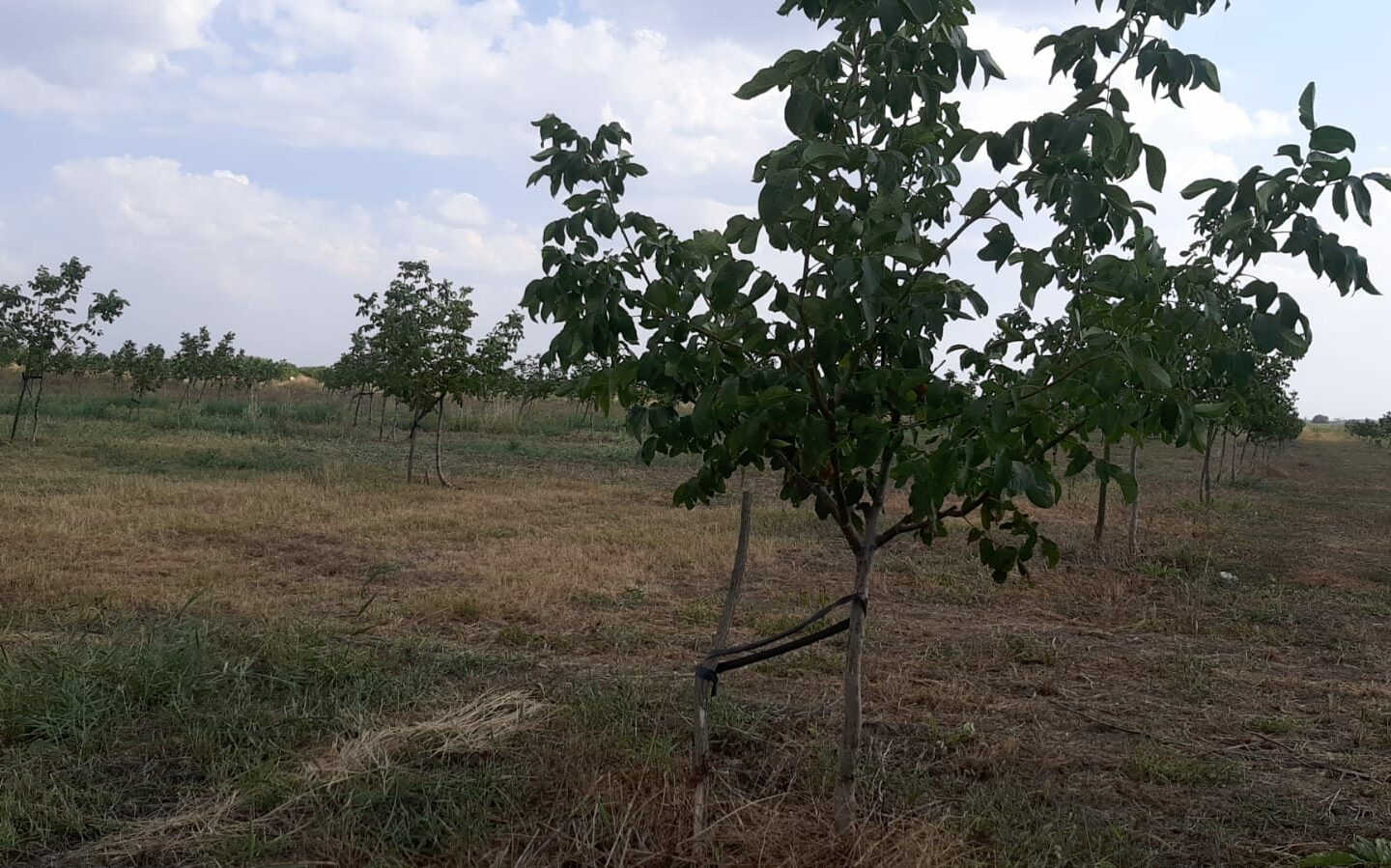 Agricultural Business Of 74.9 Ha Irrigated In Walnut Orchard
