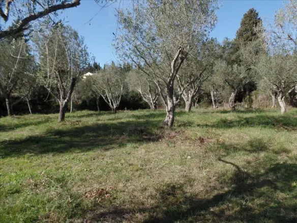 Land Of 4900 M² In Corfu