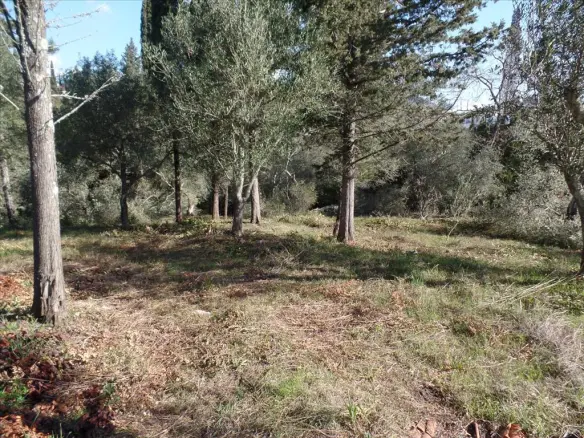 Land Of 4900 M² In Corfu