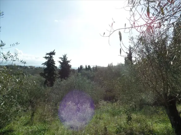 Land Of 4900 M² In Corfu