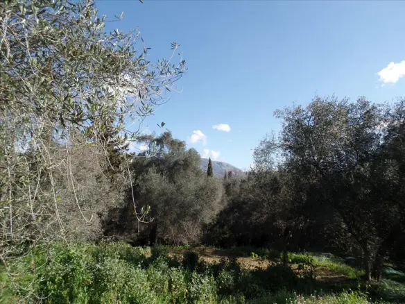 Land Of 4900 M² In Corfu