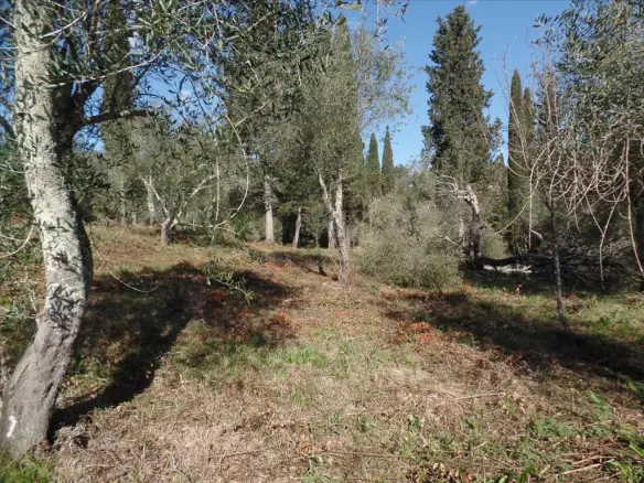 Land Of 4900 M² In Corfu