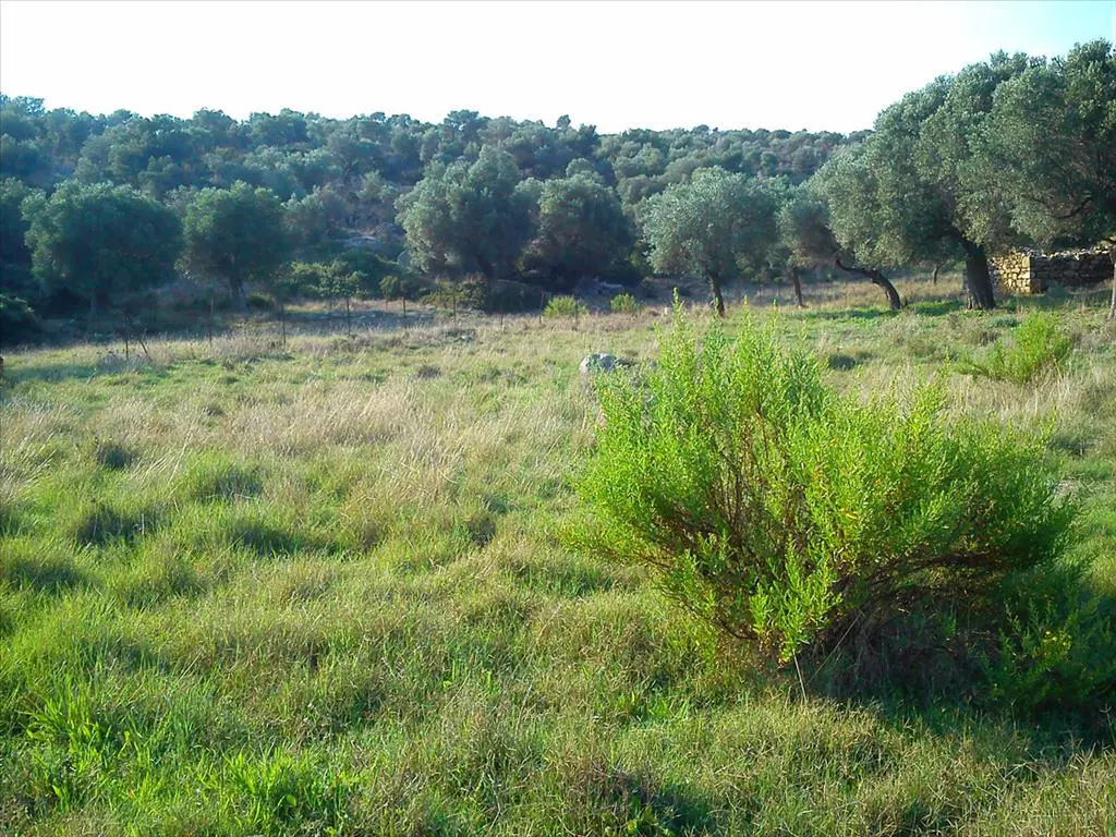 Land Of 3200 M² In Sithonia, Chalkidiki