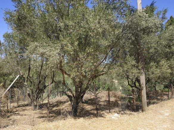 Plot Of 500 M² In Pisaski, Messinia, Peloponnese, Greece