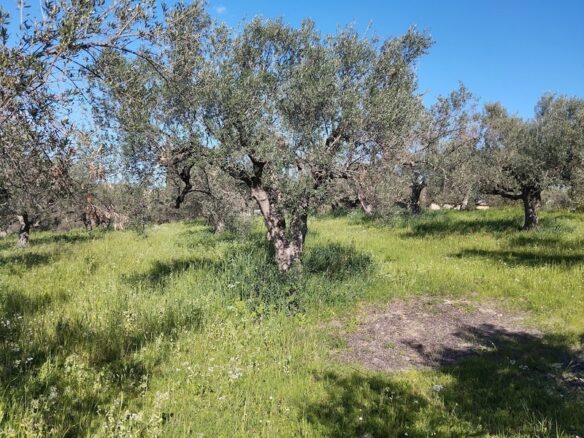Land Of 9000 M² With Access To The Sea In Pisaki, Messenia, South Peloponnese, Greece