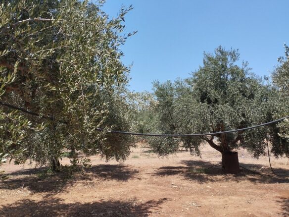Agricultural Land Plot Of 7,356.50 Sq.m. In The Area Of The Gargalianoi South Peloponnes Greece