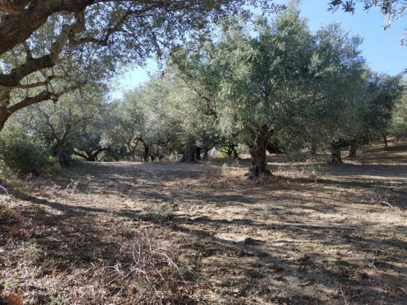 Plot Of 5800 Sqm For Sale In Tragana Messinia South Peloponnes Greece
