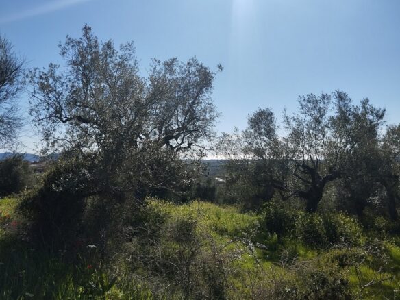 Land Of 9000 M² With Access To The Sea In Pisaki, Messenia, South Peloponnese, Greece