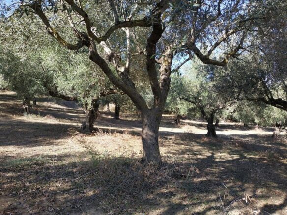 Plot Of 5800 Sqm For Sale In Tragana Messinia South Peloponnes Greece